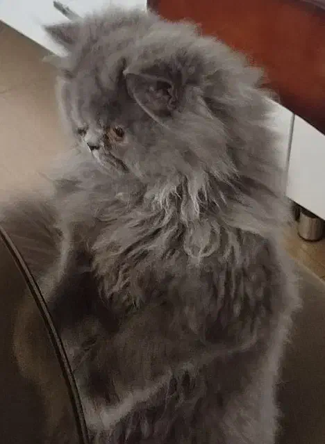 گربه پرشین|گربه|ایذه, |دیوار