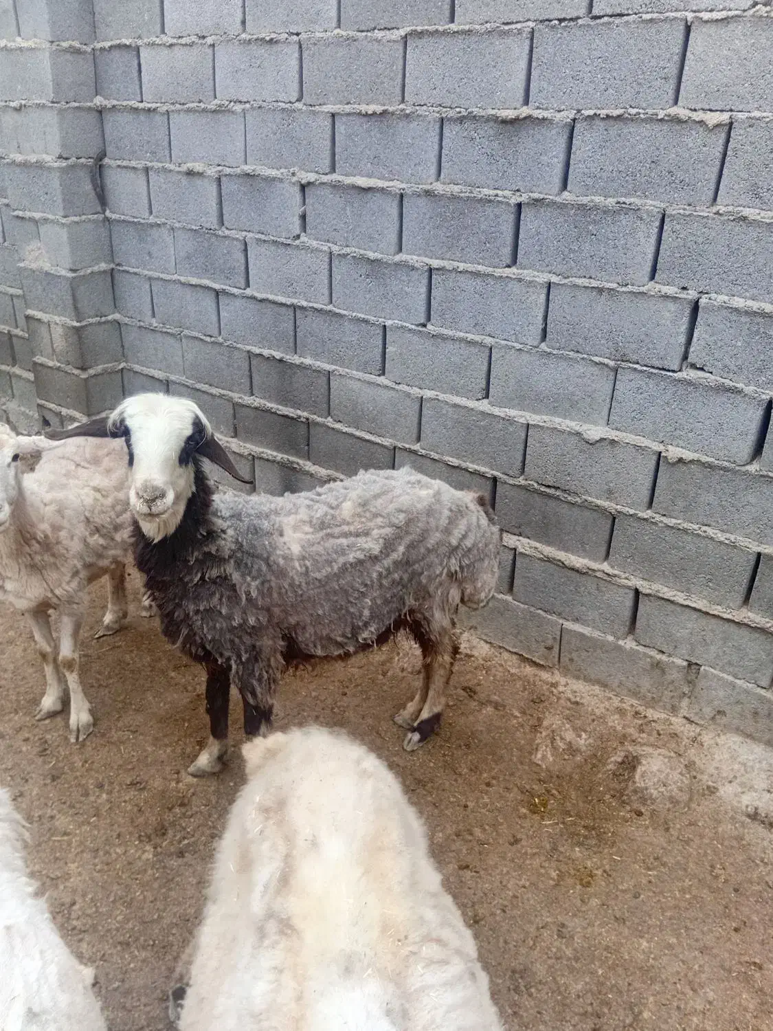 گوسفند چاق|حیوانات مزرعه|شیروان (خراسان), |دیوار
