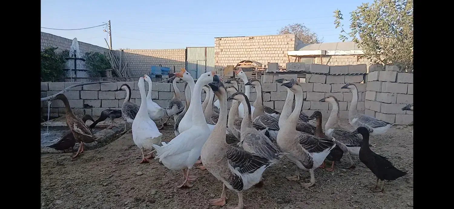 فروشی|پرنده|محمدبار, |دیوار