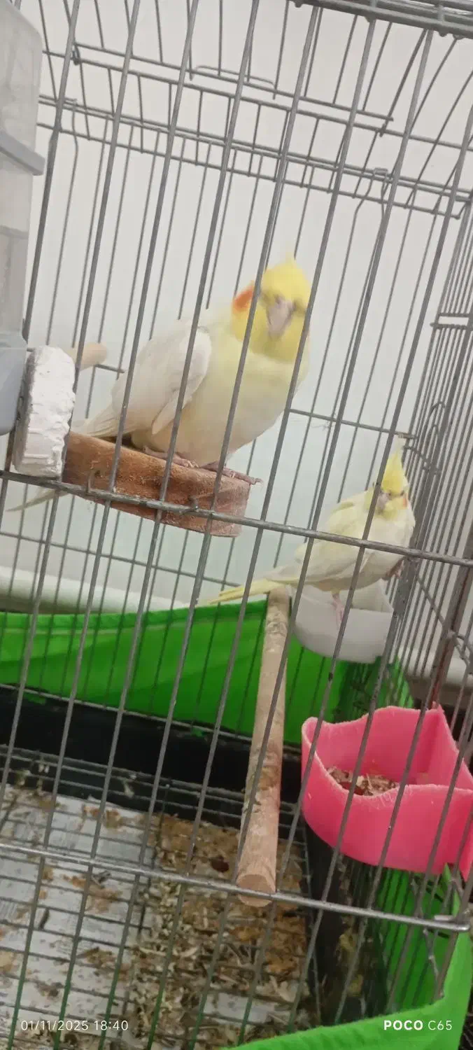 عروس هلندی لوتینو مولد|پرنده|سجاس رود, |دیوار