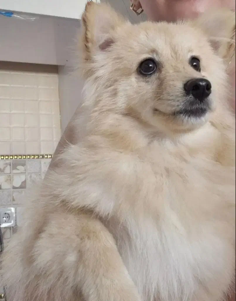 پامرین|سگ|نجف‌آباد, ویلاشهر|دیوار