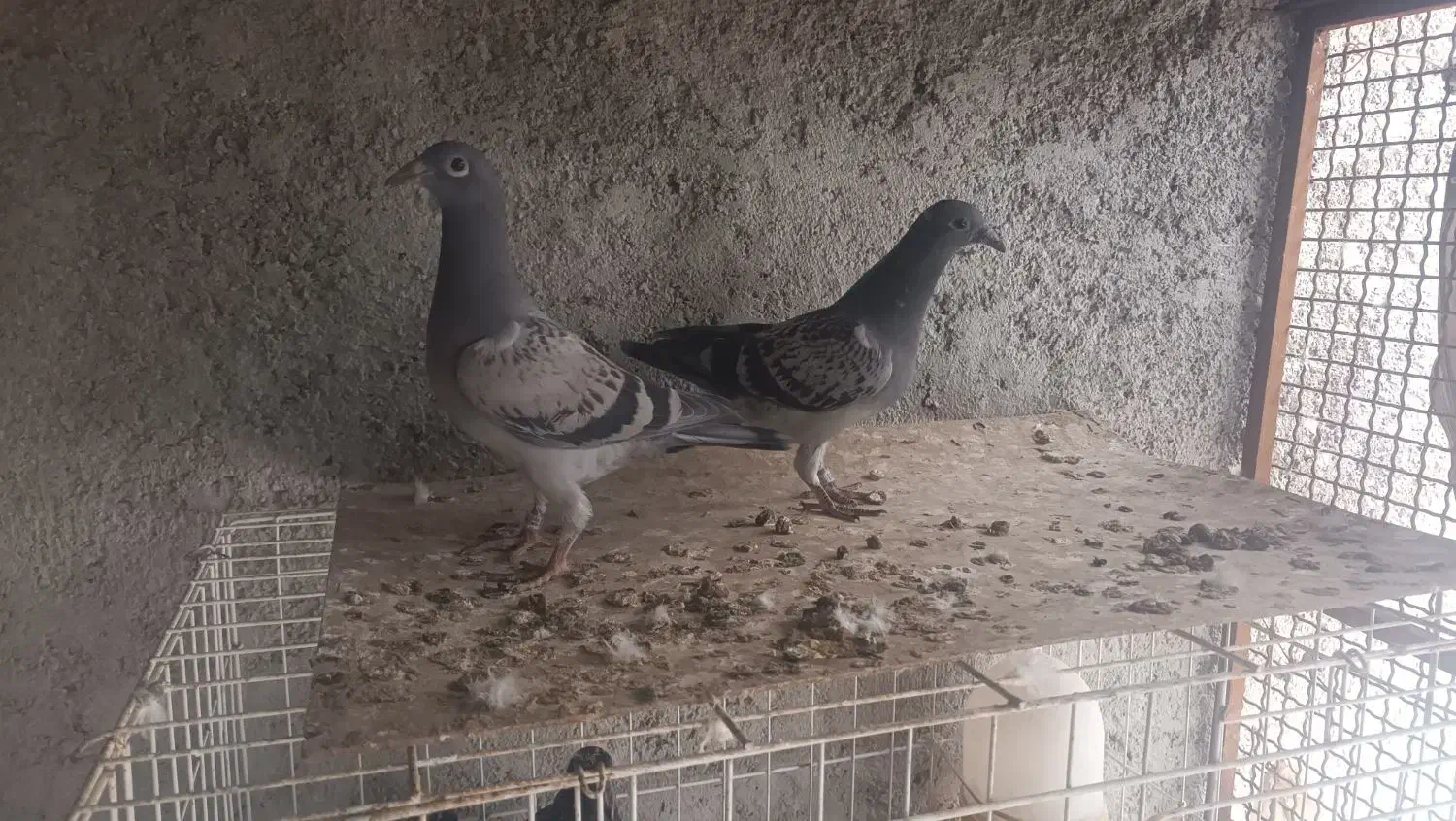 جفت جوجه پلاکی|پرنده|برازجان, |دیوار