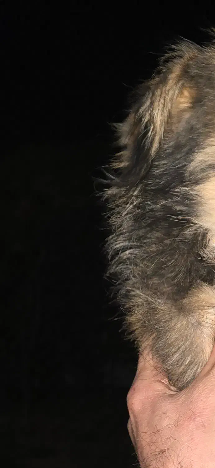 سگ پیدا شده|حیوانات|کاشان, باغ ماجد|دیوار