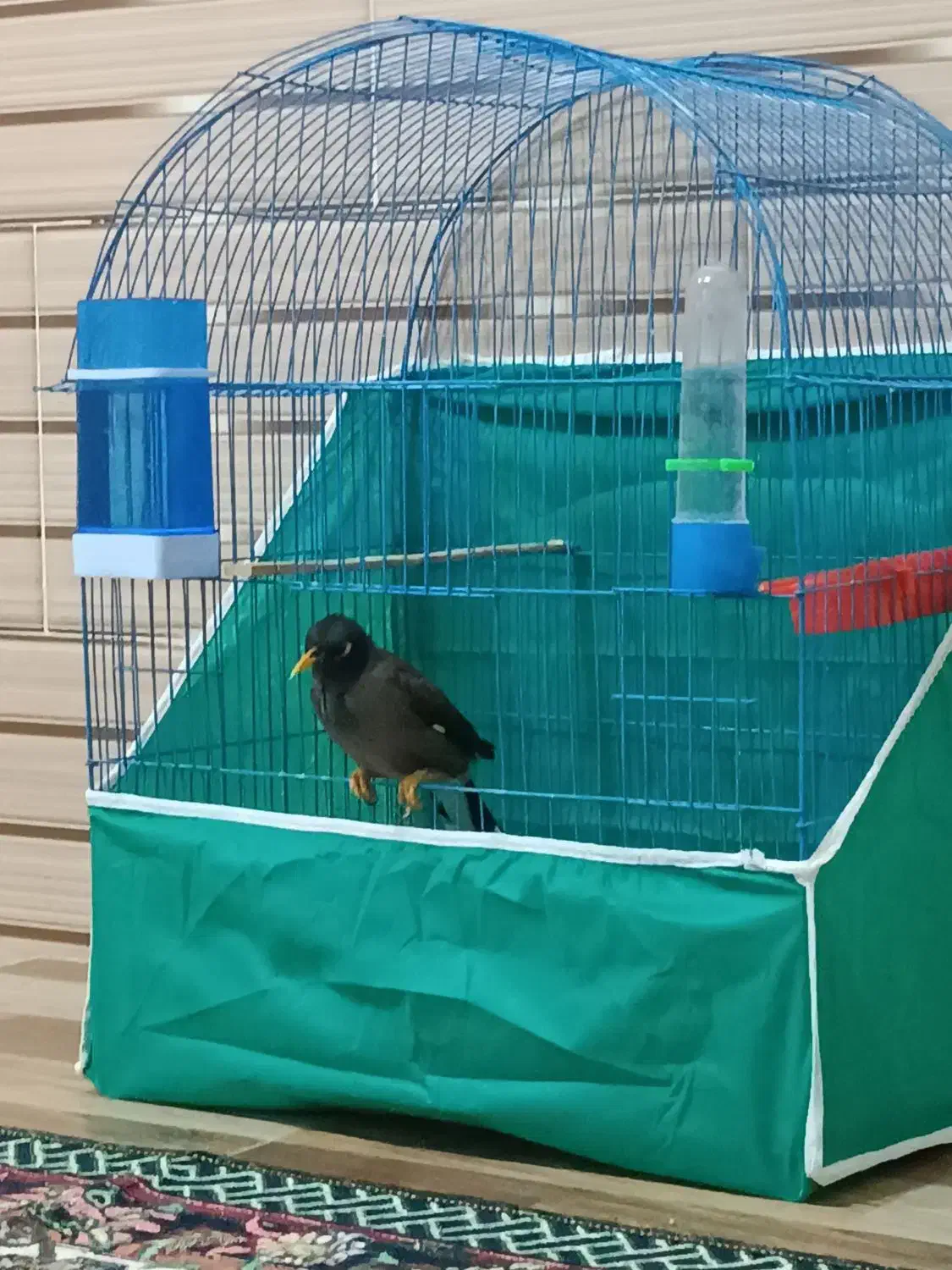 مرغ مینا|پرنده|بم, |دیوار