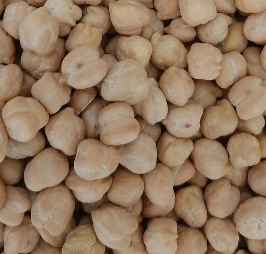 فروش گندم ریژاو +نخود بهاره|خدمات باغبانی و درختکاری|ایوان, |دیوار