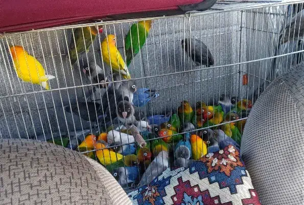 طوطی برزیلی ابی زرد مشکی فیشر|پرنده|ری, دولت‌آباد|دیوار