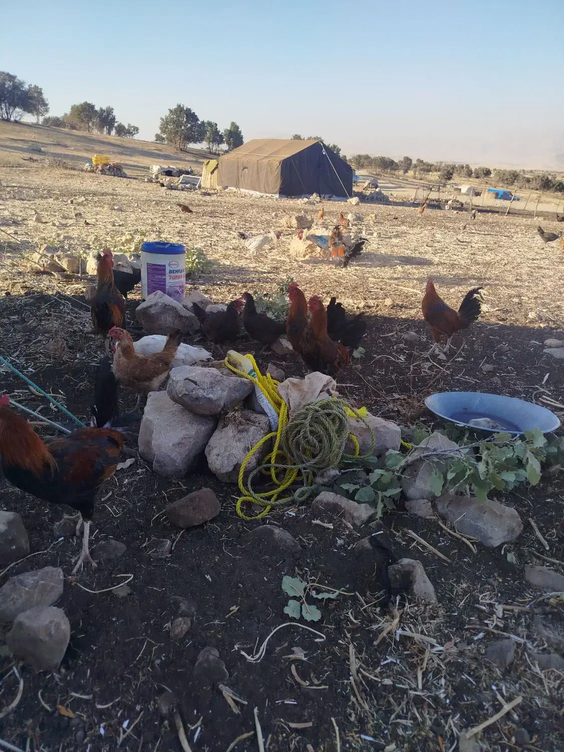 خروس  یک سال|حیوانات مزرعه|گوآور, |دیوار