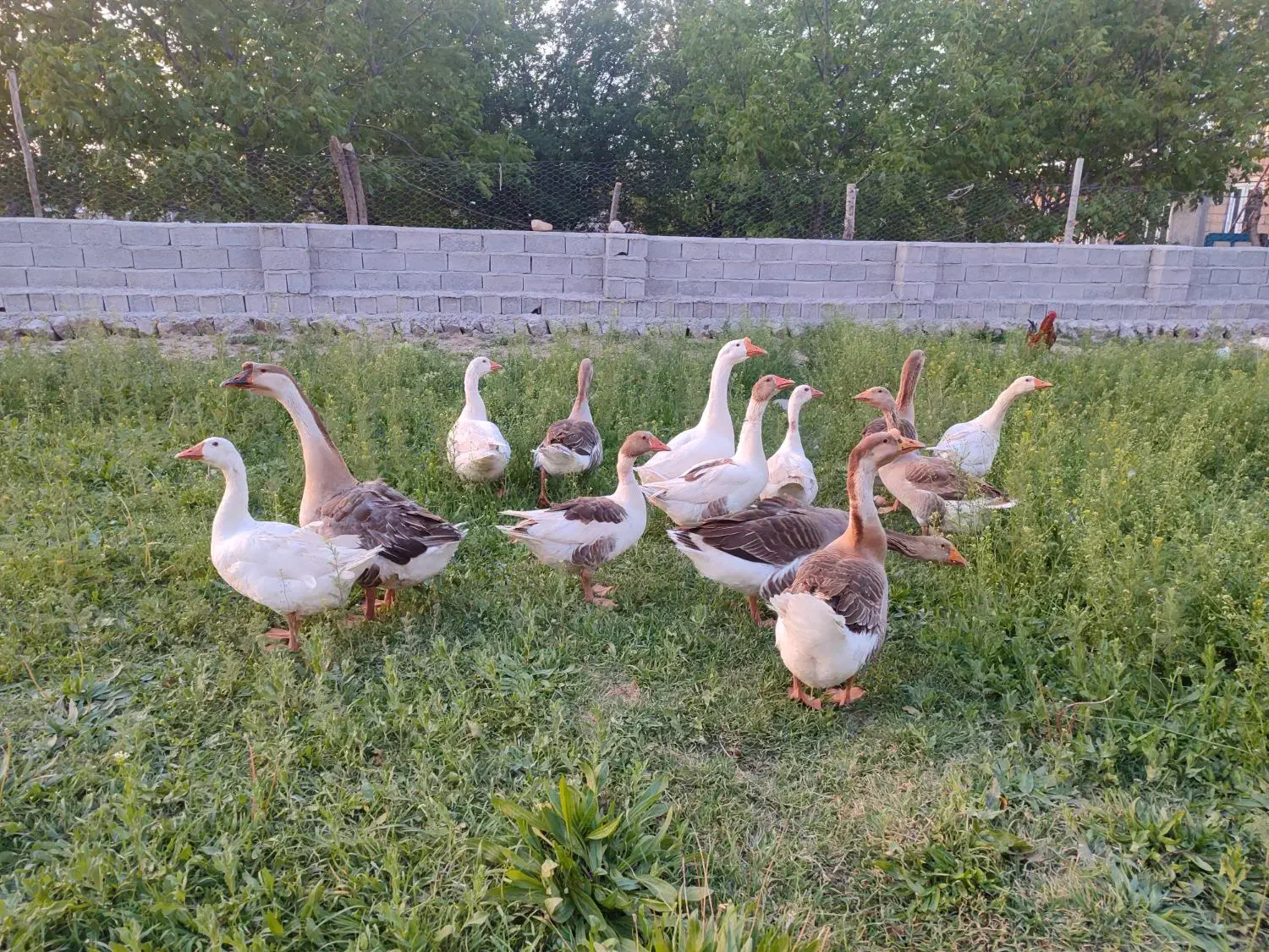 غازهای محلی طبیعی چاق و پروار و گوشتی بسیار لذیذ|حیوانات مزرعه|مشگین شهر, |دیوار