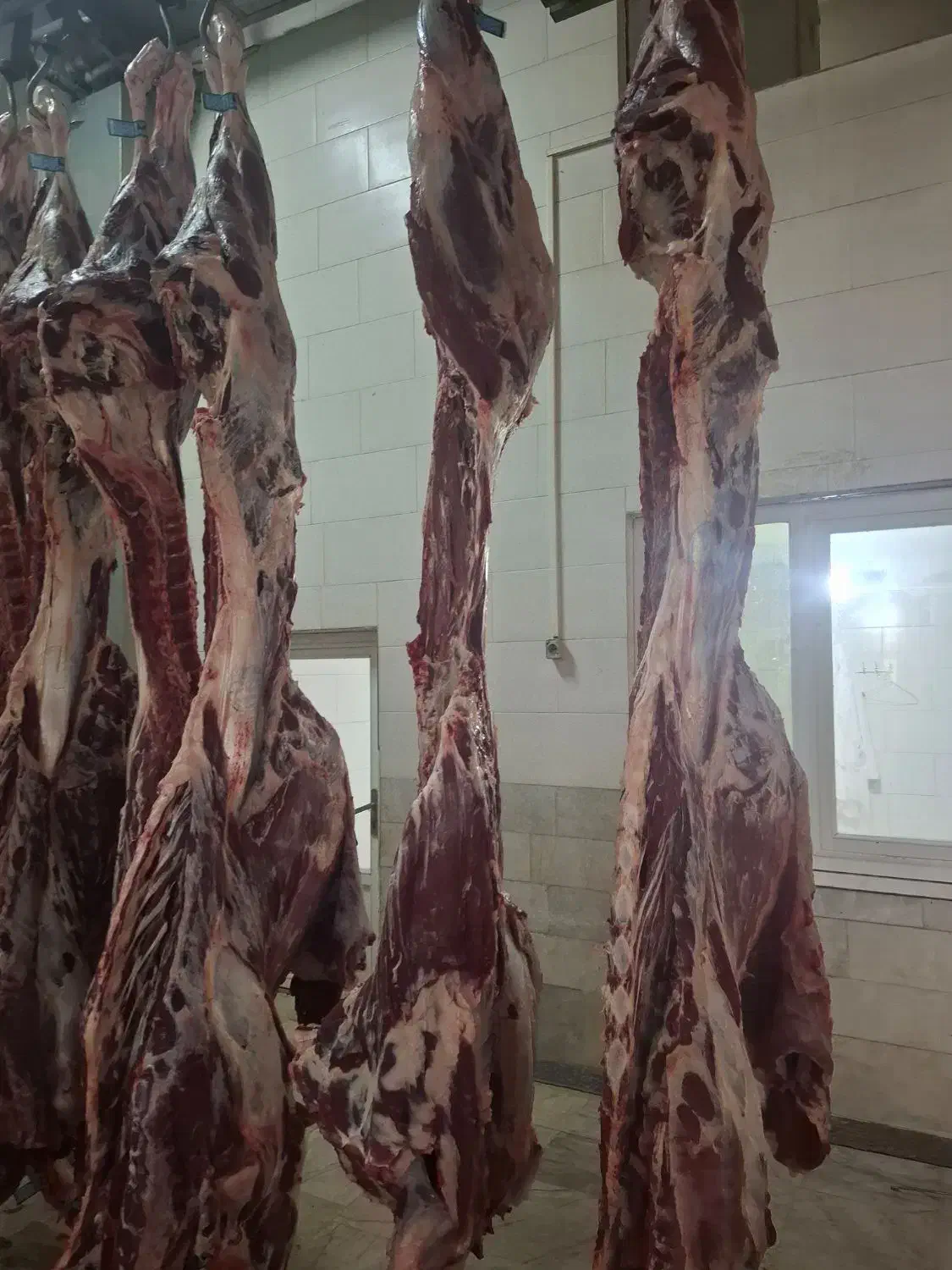 خرید وفروش گاوهای افتاده وفلج زایمان|حیوانات مزرعه|زنجان, |دیوار