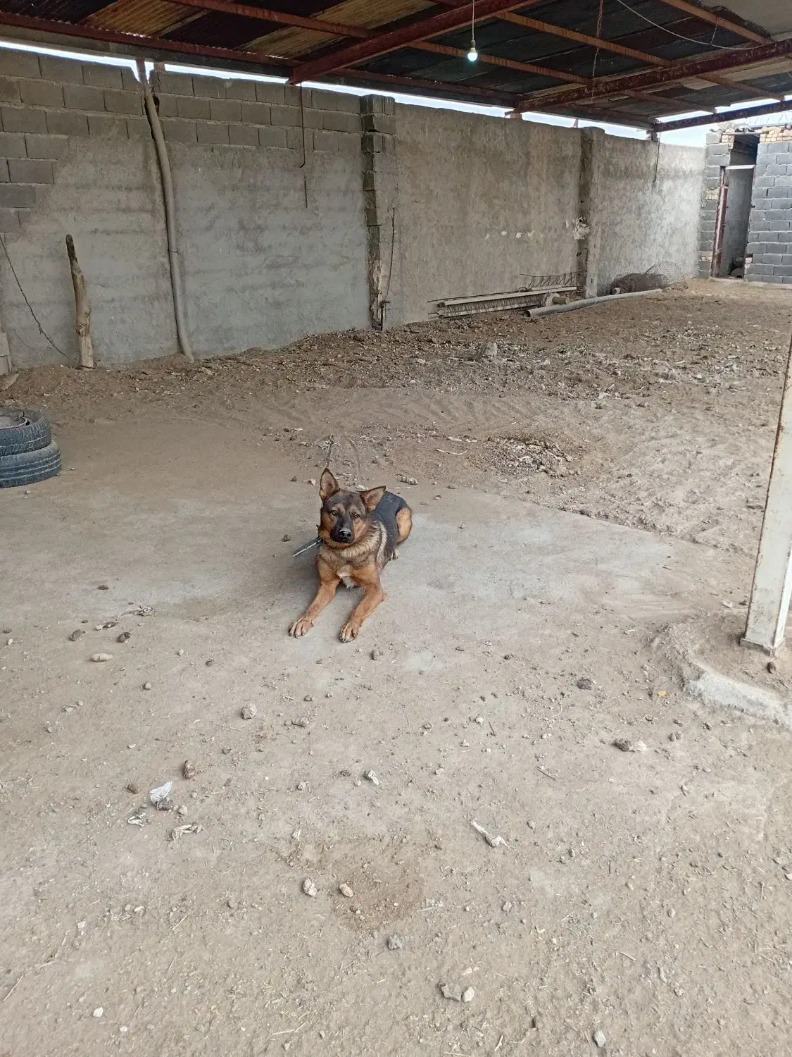 سگژرمن|سگ|اصفهان, بهارستان|دیوار