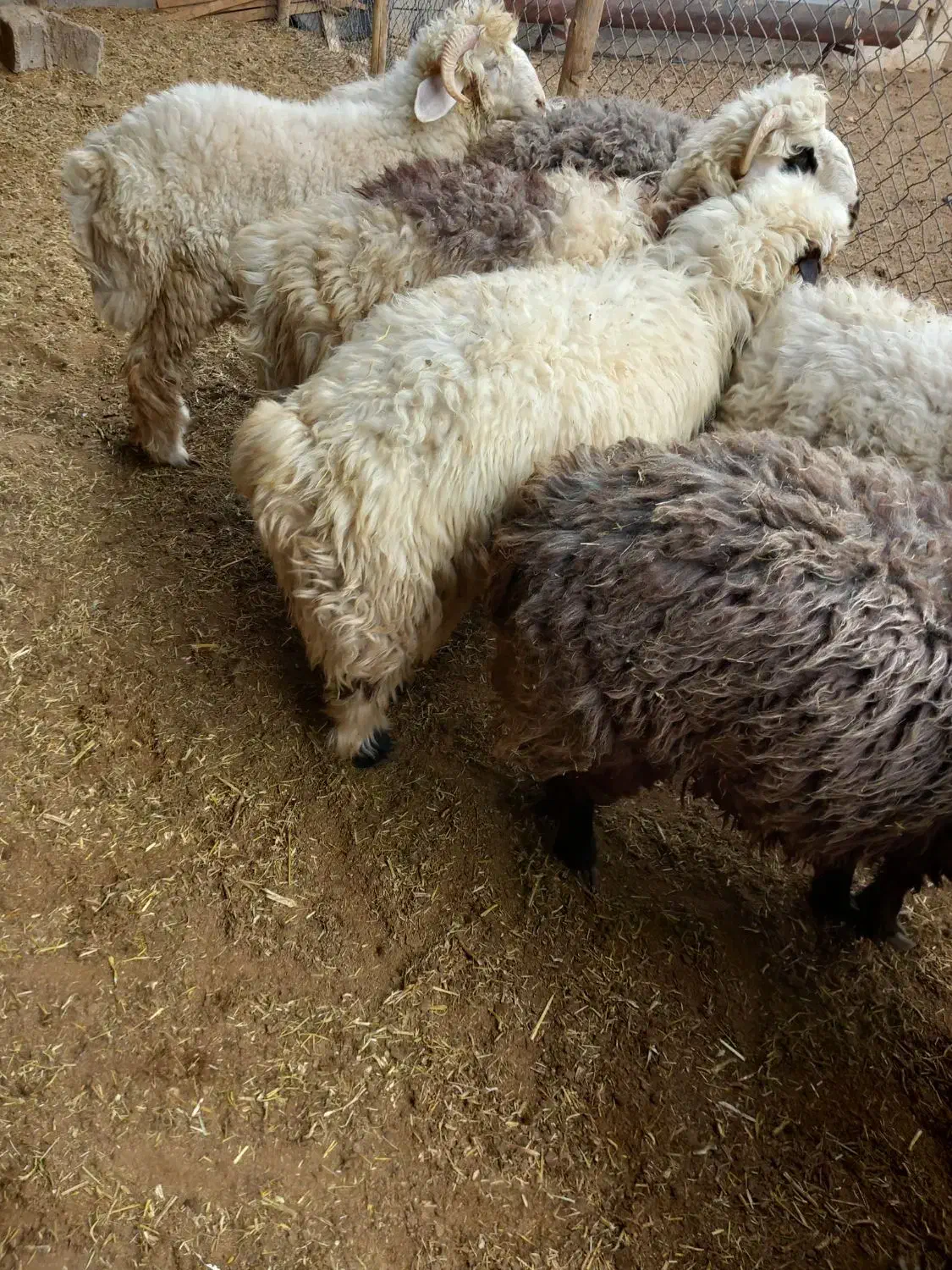 فروش ۸راس بره  نر|حیوانات مزرعه|پاسارگاد, |دیوار