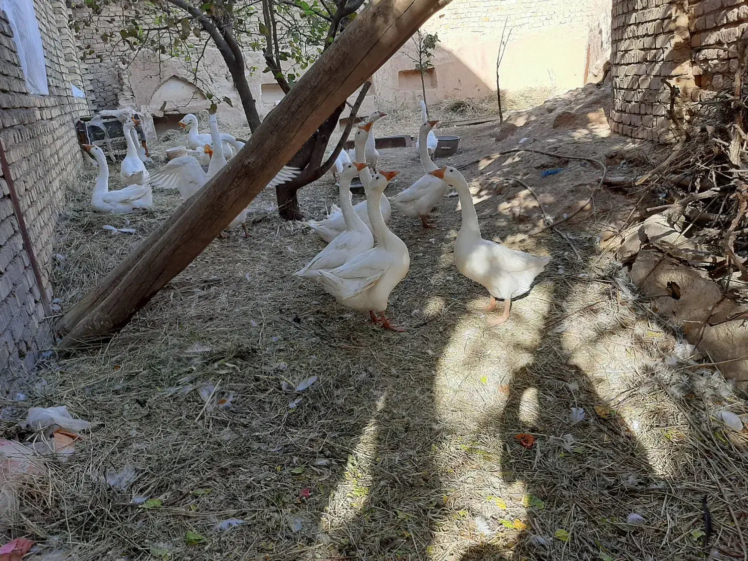 بوقلمون محلی وقو|حیوانات مزرعه|قزوین, |دیوار