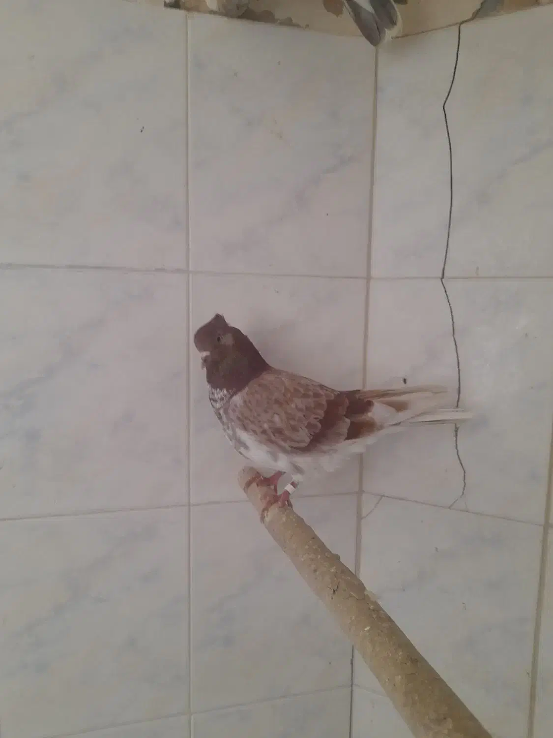 شکار شب بلندی|حیوانات|قم, باسکول|دیوار