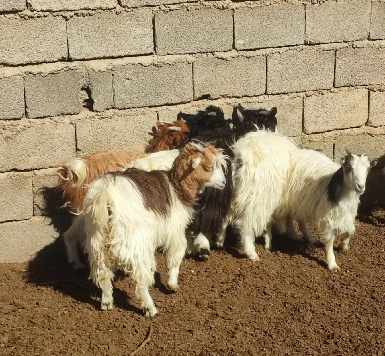 نر کره ماده کره|حیوانات مزرعه|کرمان, |دیوار