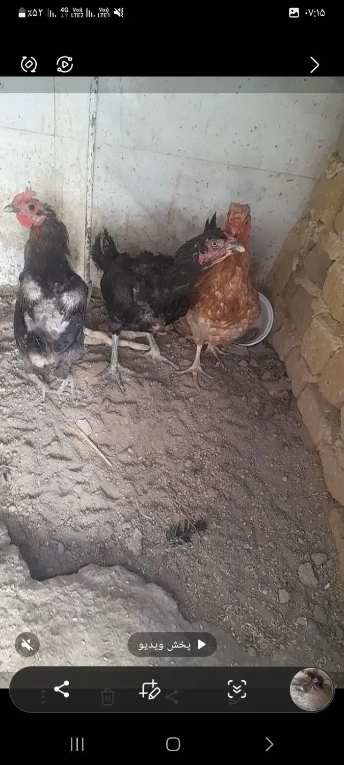 مرغ لاری و مرغ محلی تخم گزار|حیوانات مزرعه|رباط‌کریم, رباط‌کریم|دیوار