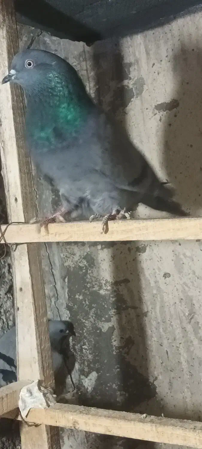 پرشی|پرنده|ساوه, |دیوار