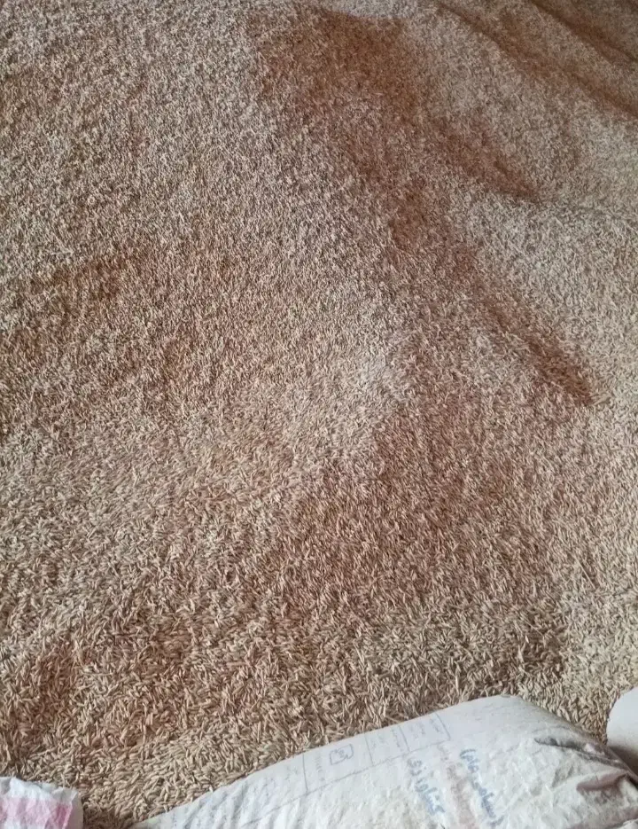 خرید فروش  محصولات کشاورزی|عمده‌فروشی|شیراز, پادگان نیروی هوایی بعثت|دیوار