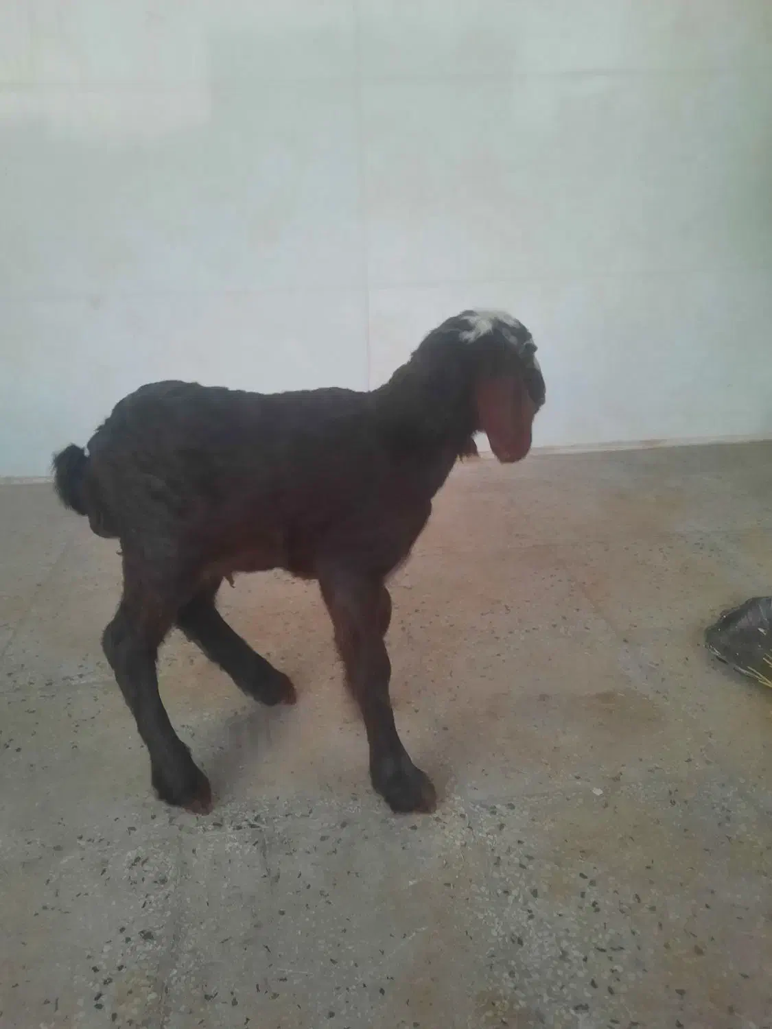 بره شیری|حیوانات مزرعه|مرودشت, مجد آباد|دیوار