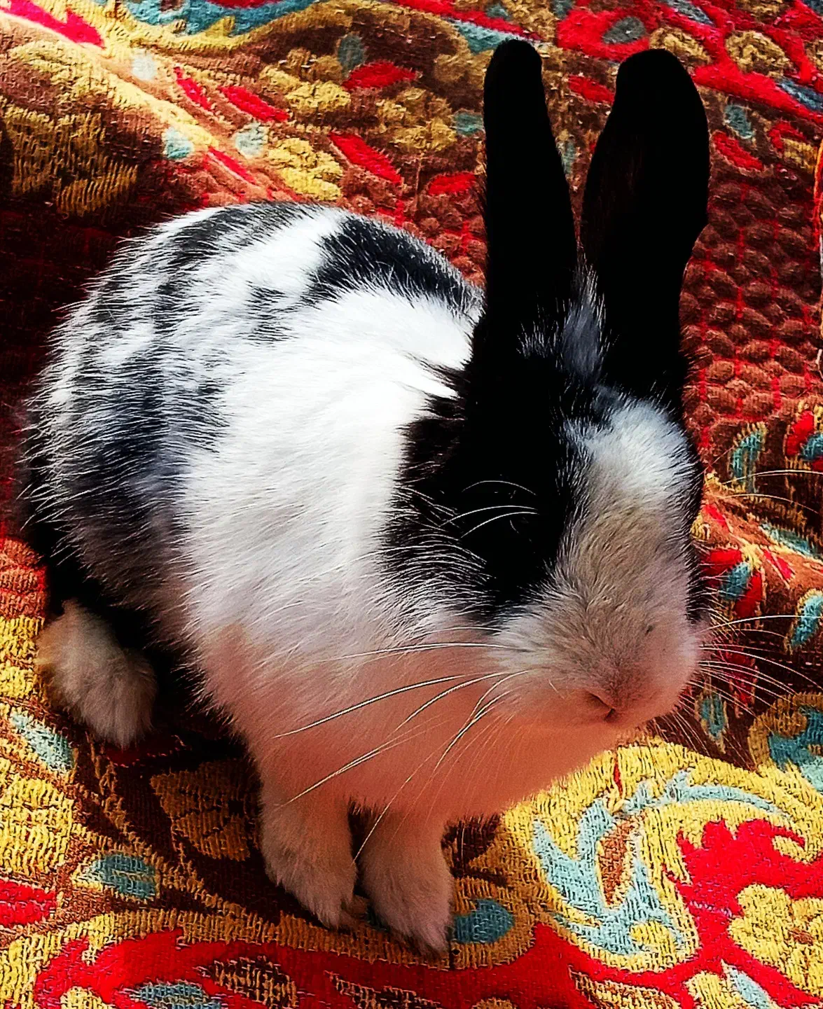 خرگوش|موش و خرگوش|بردسکن, |دیوار