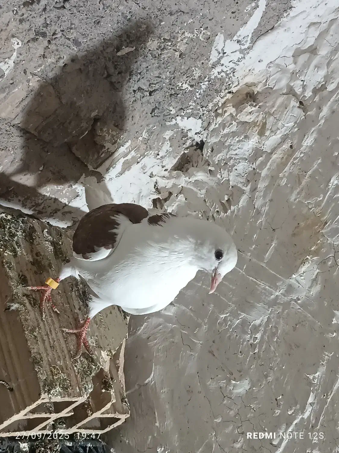 گمشده|حیوانات|سراب, |دیوار