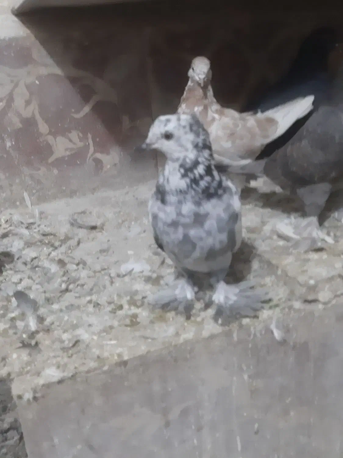 کاشان|پرنده|ارومیه, |دیوار