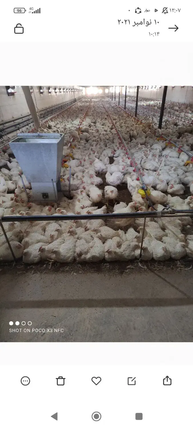اجاره مرغداری ۲۵۰۰۰قطعه|اجارهٔ دفتر صنعتی، کشاورزی، تجاری|کلاترزان, |دیوار