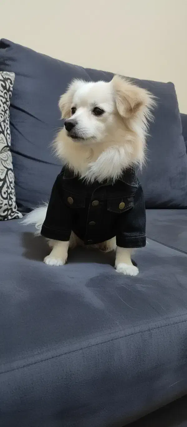 اشپیتز نر|سگ|بندرعباس, |دیوار