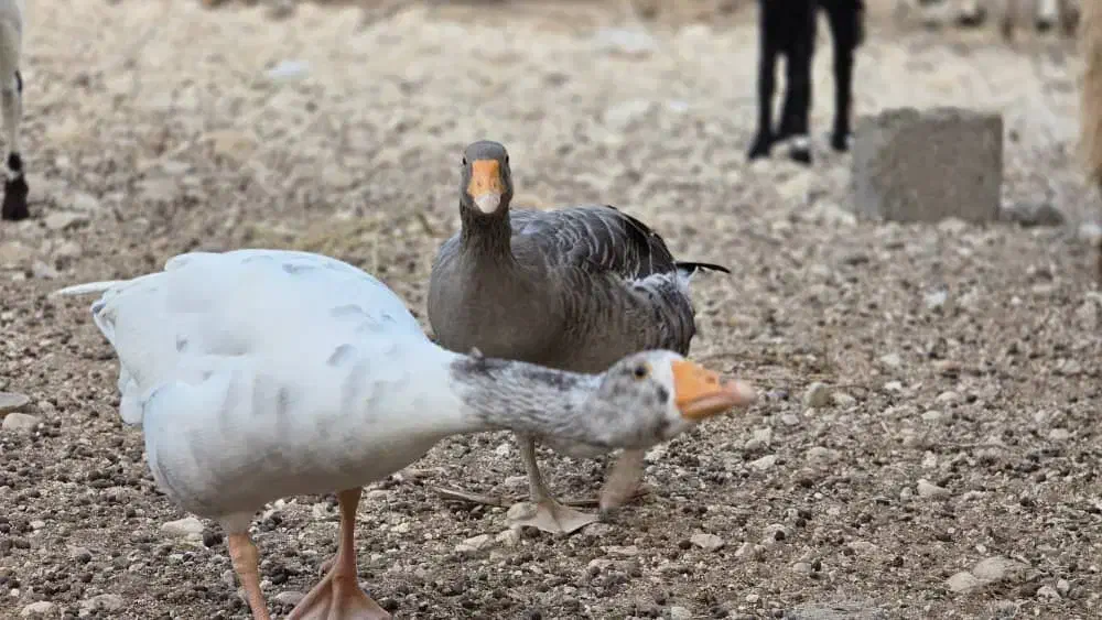 غاز|حیوانات مزرعه|خورموج, |دیوار