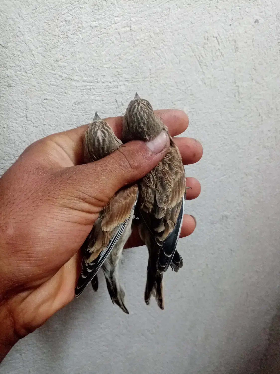 پرنده سینه سرخ خوب|پرنده|شیراز, دروازه قران|دیوار