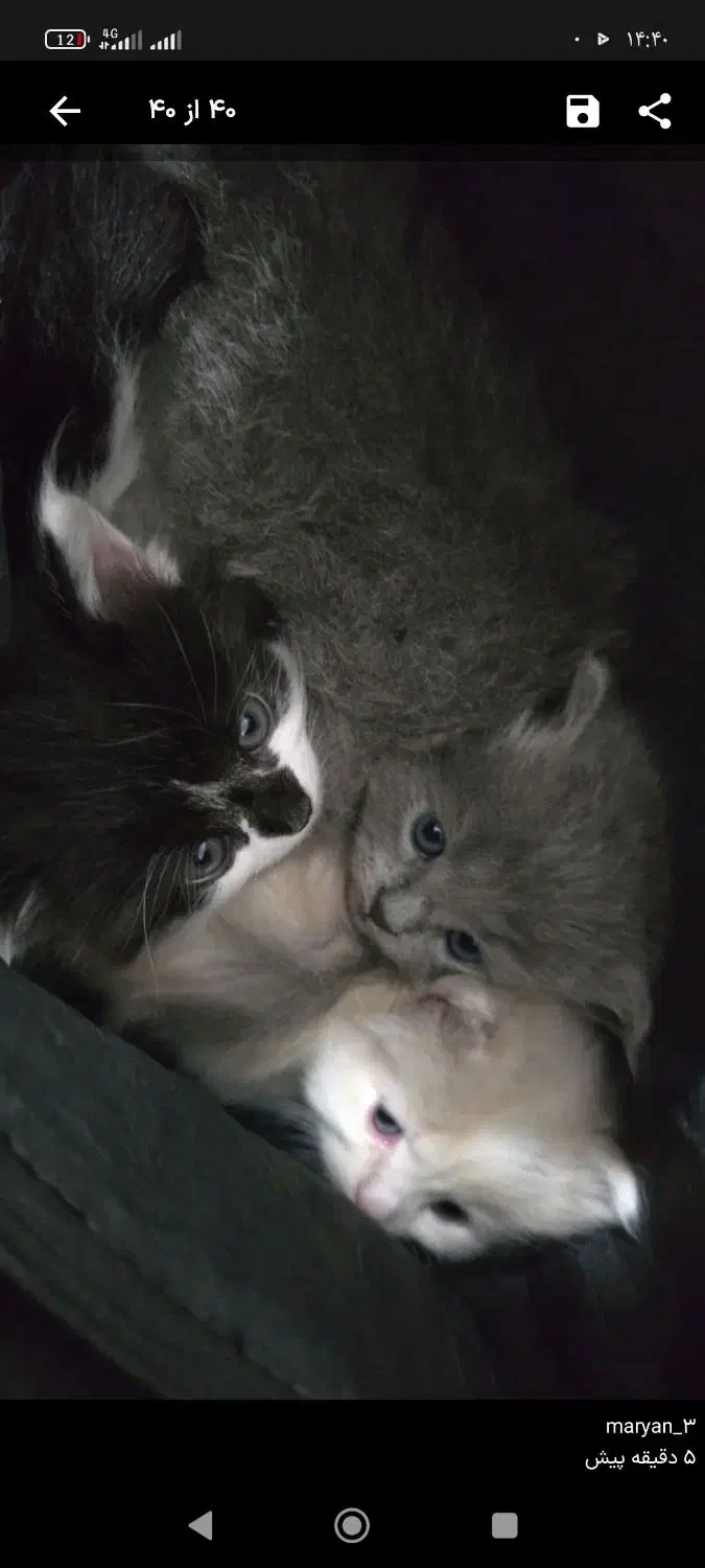 بچه گربه پرشین|گربه|ارومیه, |دیوار