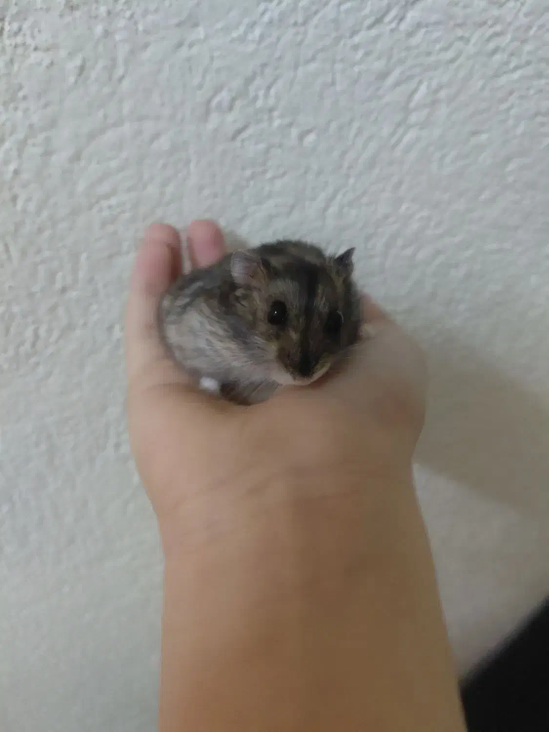 همستر کمپل|موش و خرگوش|تهران, خاوران|دیوار