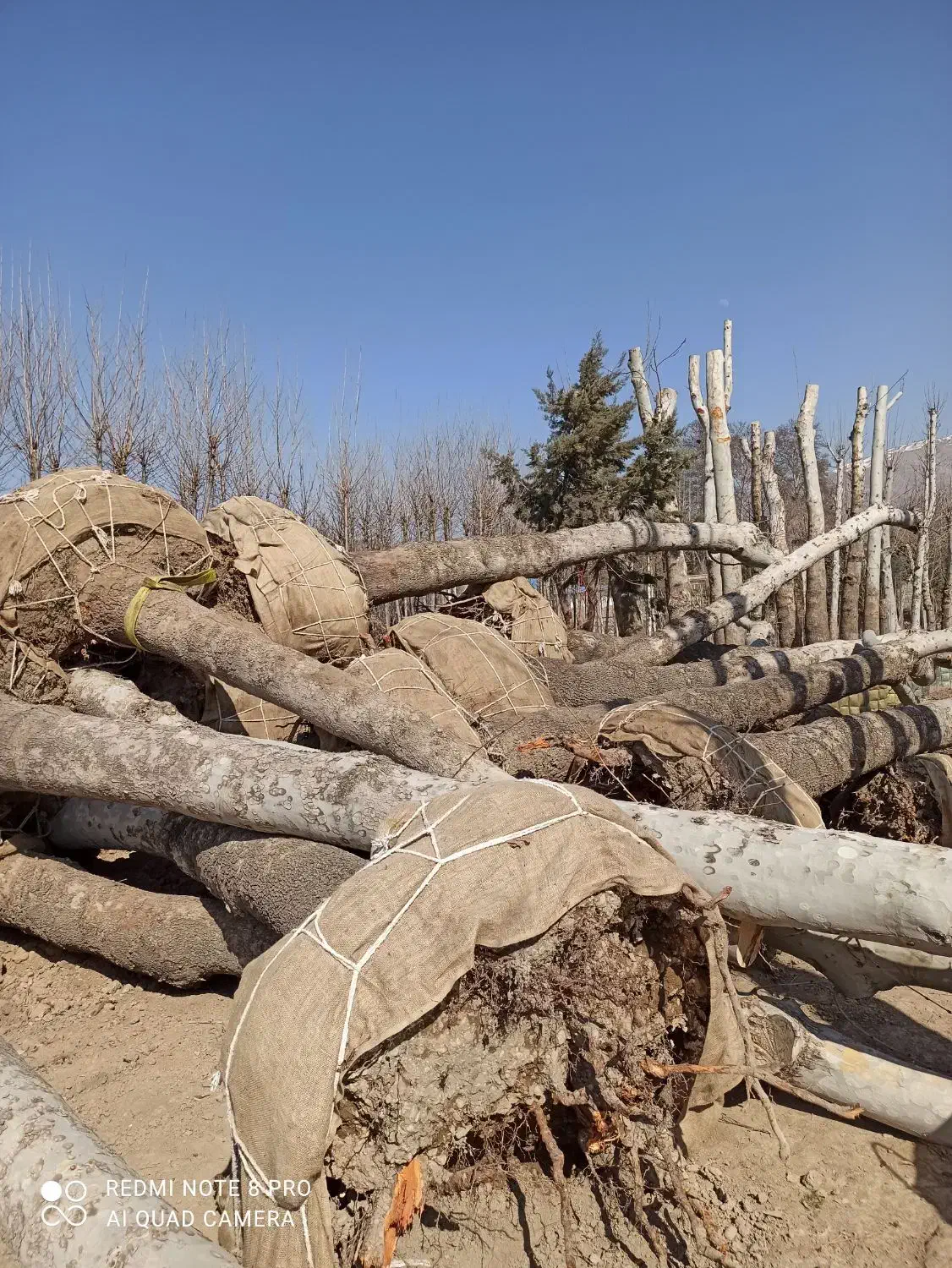 خریددرخت باریشه درخت چنار|خدمات باغبانی و درختکاری|شهریار, شهرک شاهد|دیوار