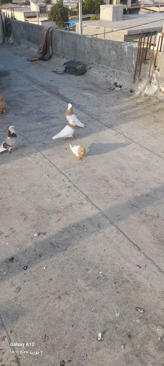 کفتر طوقی|پرنده|میناب, |دیوار