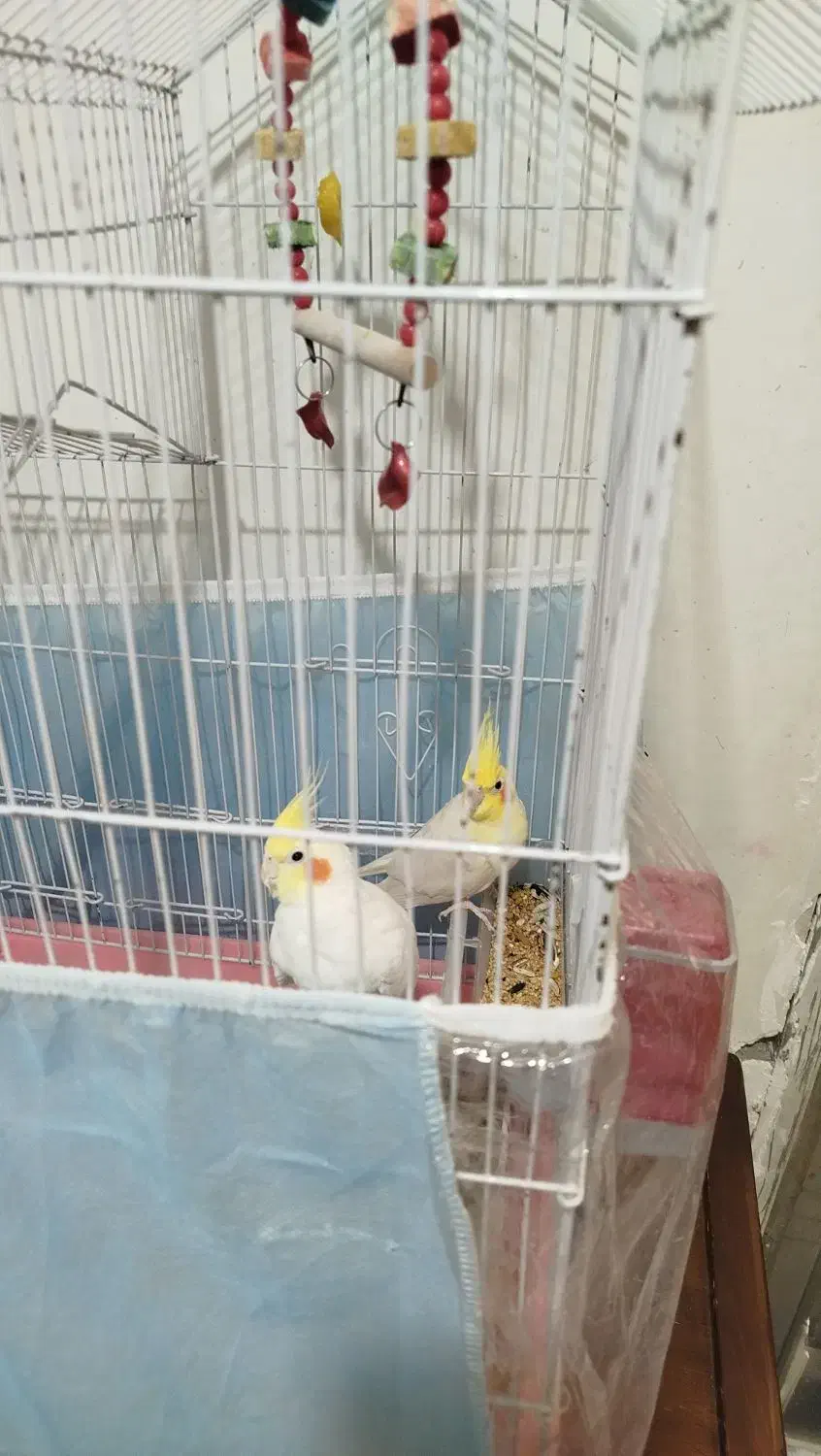 عروس هلندی|پرنده|اردبیل, |دیوار