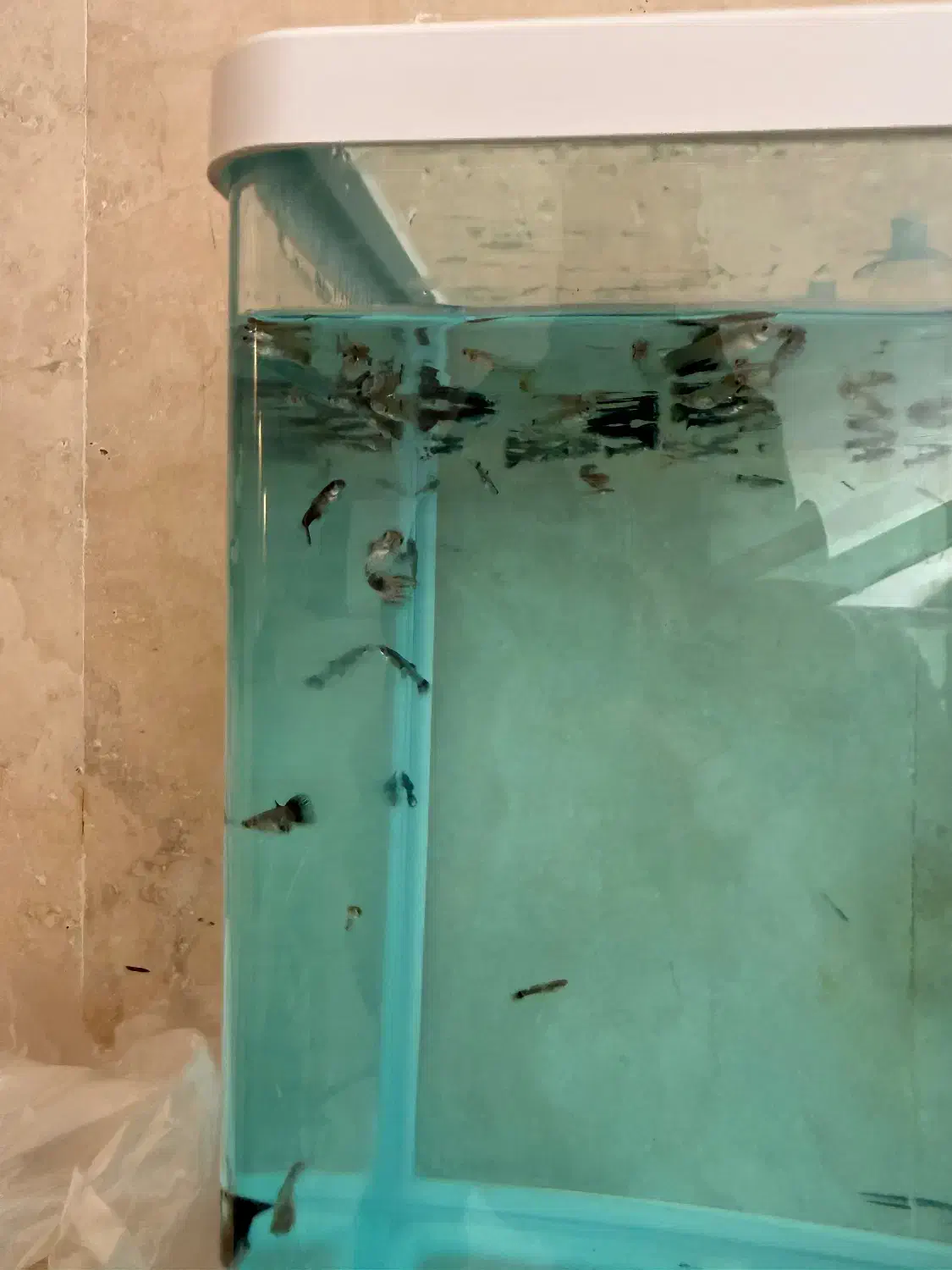 ماهی گوپی|ماهی|مرودشت, بیست متری بیمارستان|دیوار