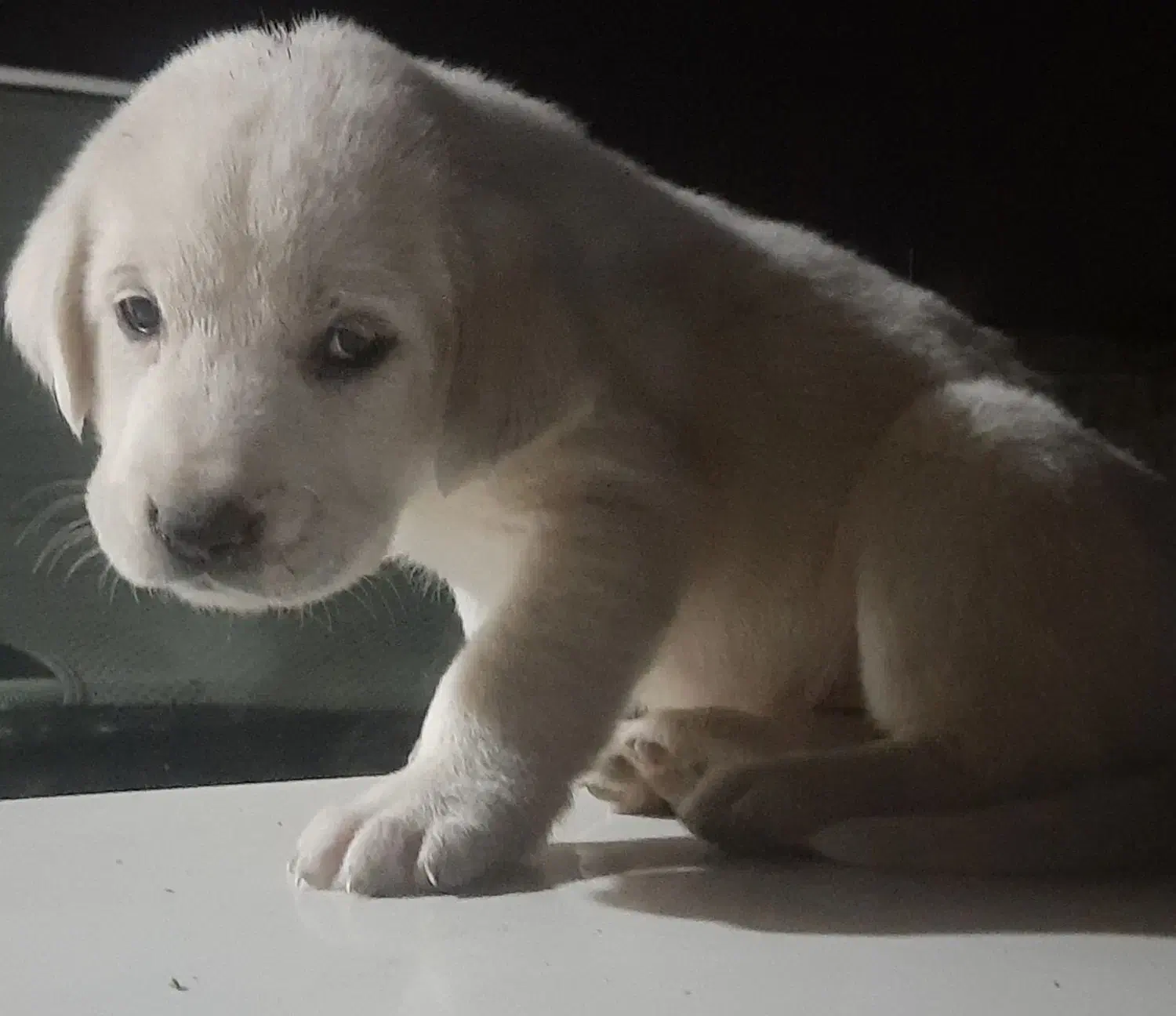 توله ماده|سگ|گنبد کاووس, |دیوار