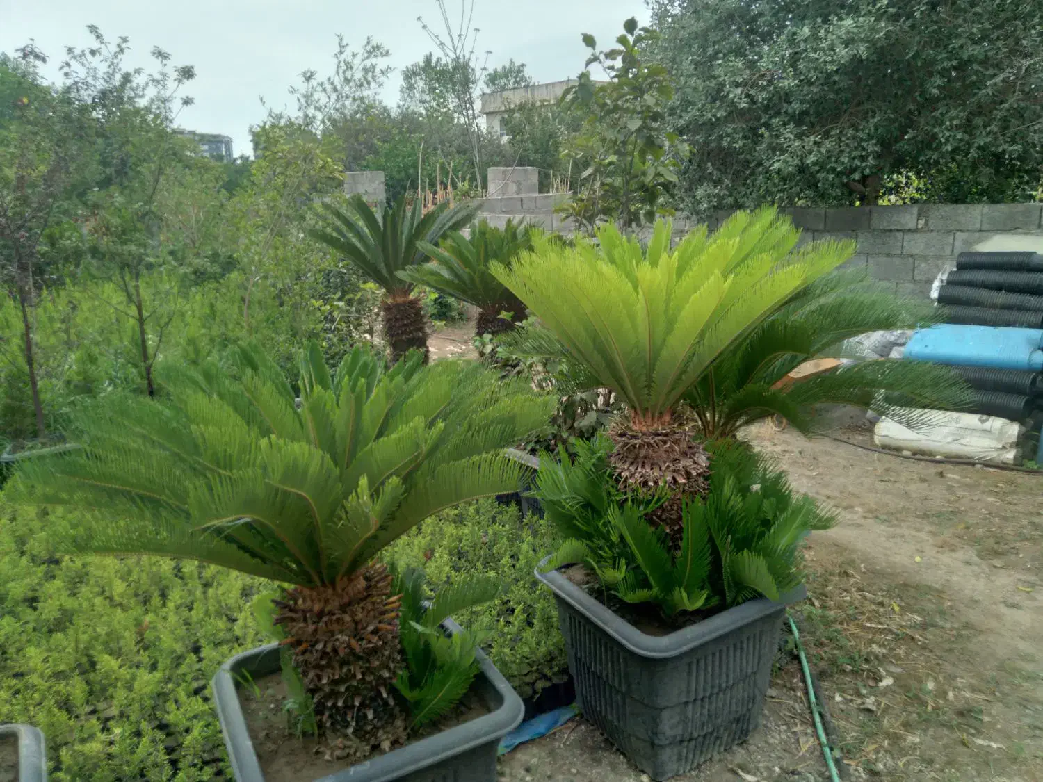 سیکاس|گل و گیاه طبیعی|رامسر, |دیوار