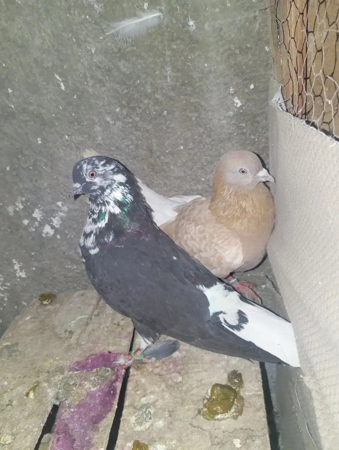 4تاکفتر|پرنده|رباط‌کریم, شترخوار|دیوار