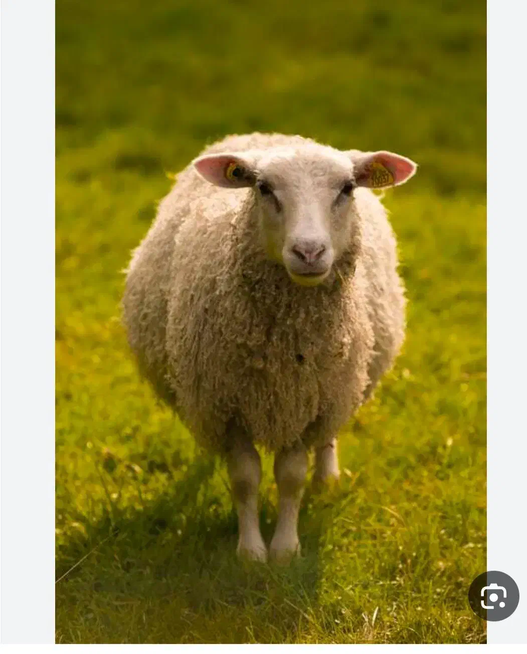 گوسفند|حیوانات مزرعه|یزد, |دیوار