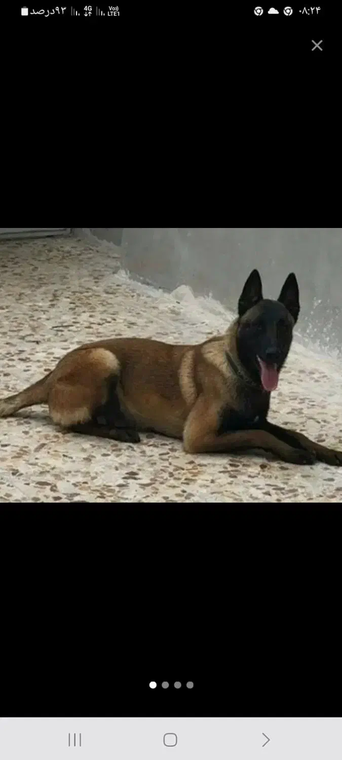 سگ مالینوینز|سگ|مهر, |دیوار