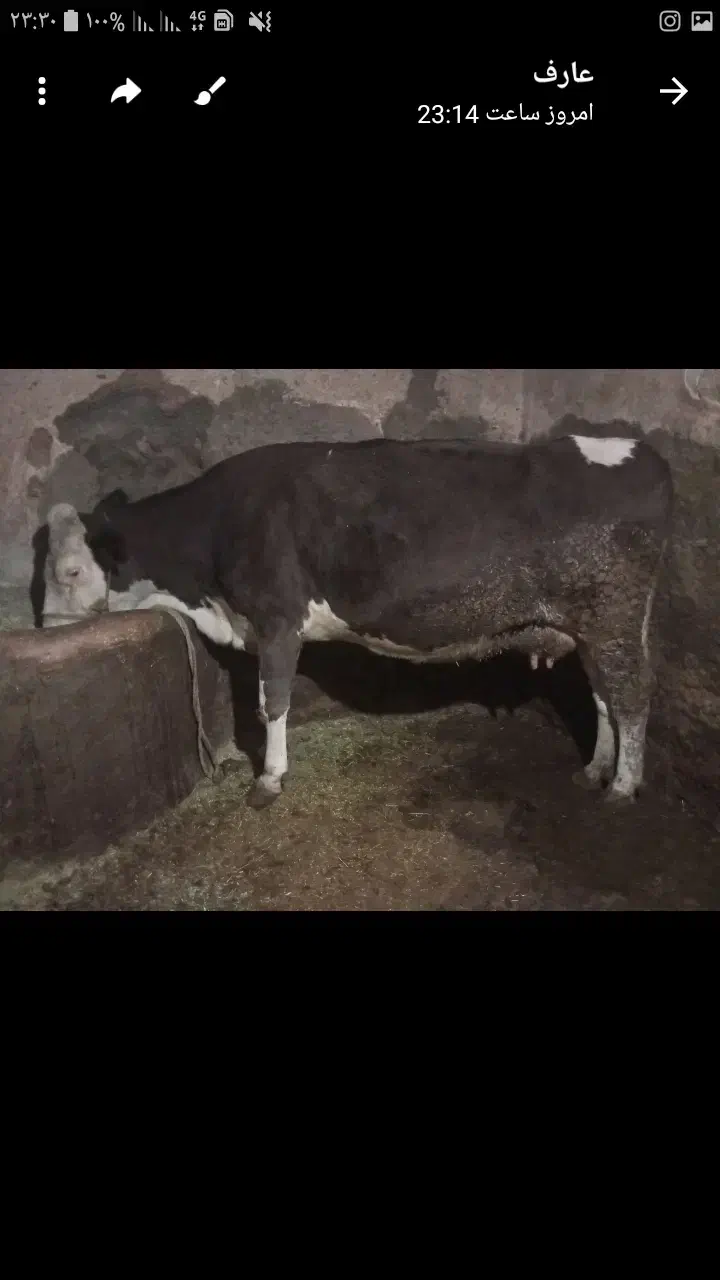 گاو سمینتال|حیوانات مزرعه|دهگلان, |دیوار