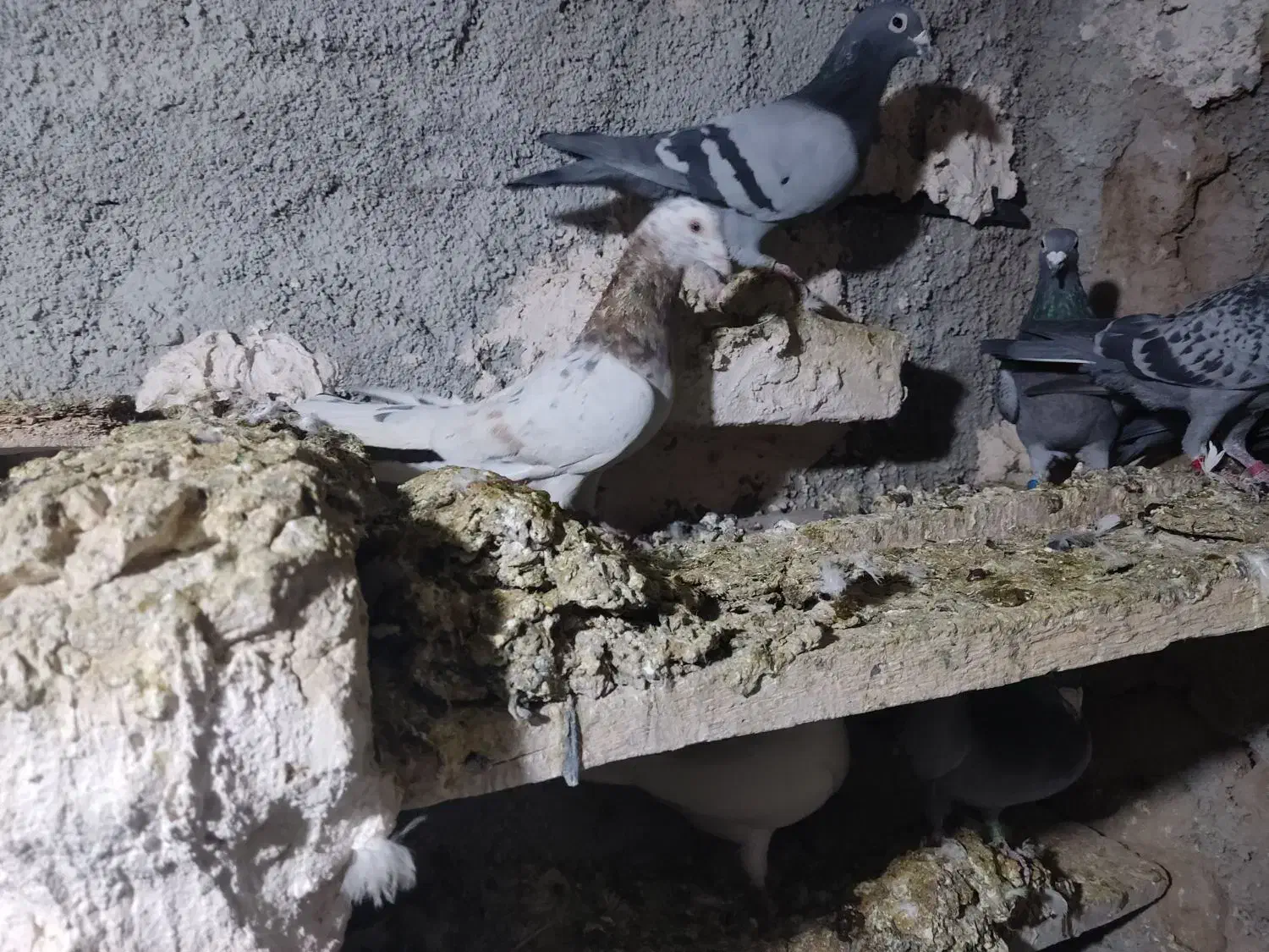 هفت‌رنگ|پرنده|قزوین, |دیوار