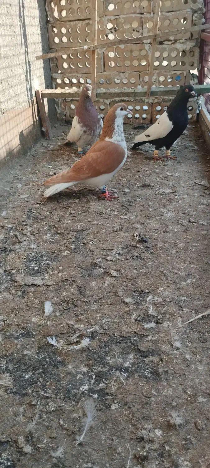 کفتر بوم|پرنده|مشهد, انقلاب|دیوار