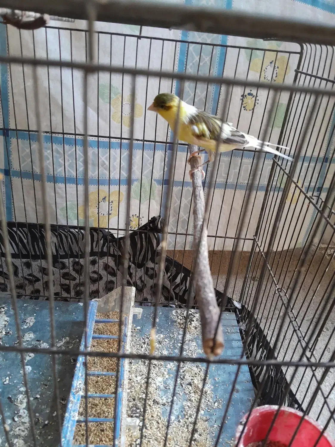 دو عدد قناری نر و ماده|پرنده|بروجرد, |دیوار