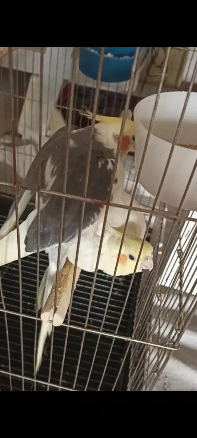 عروس هلندی مولد|پرنده|قم, علی آباد سعدگان|دیوار