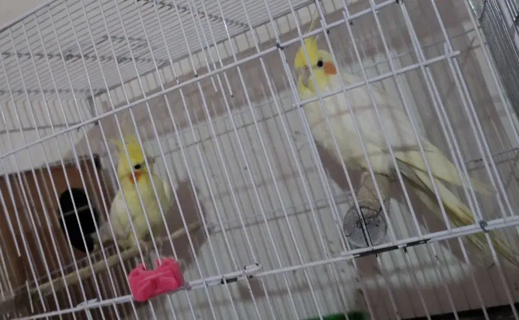 عروس هلندی فوق مولد 4جفت|پرنده|اهواز, پردیس|دیوار