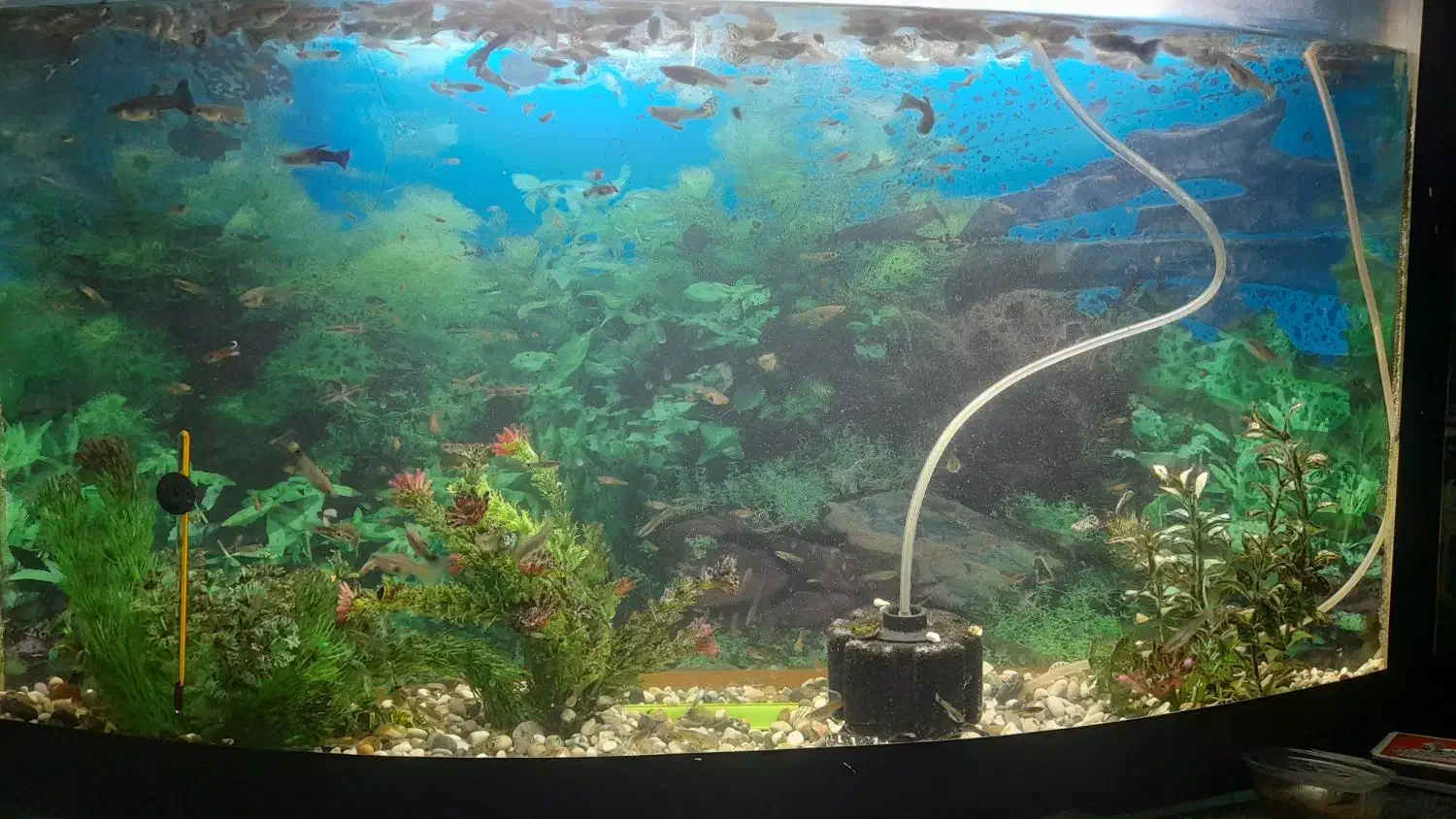 آکواریوم|ماهی|شهر بابک, |دیوار