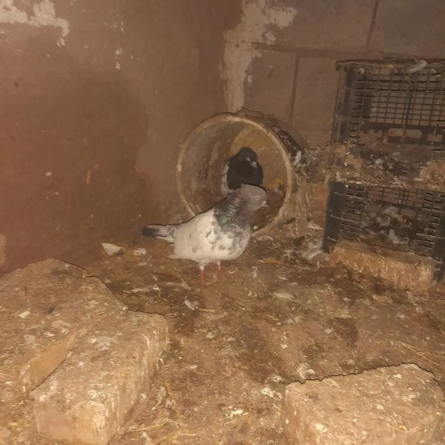 کبوتر|پرنده|فیروزه, |دیوار