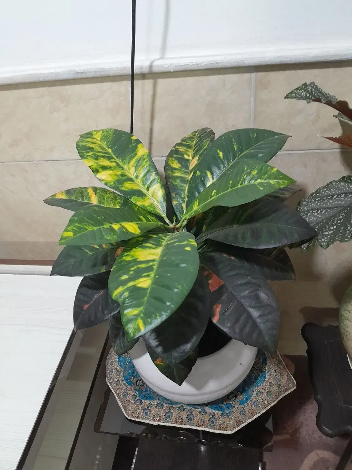 دوعددگل سالم وسرحال|گل و گیاه طبیعی|نیشابور, شهید بهشتی|دیوار