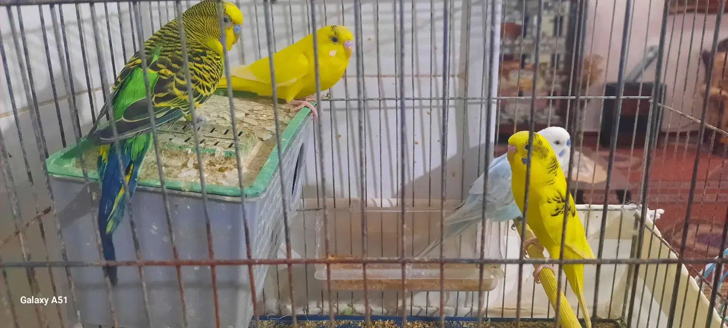 مرغ عشق|پرنده|اردبیل, |دیوار